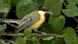 Tit in the branches
