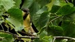 Young tits - Brotherly breakfast