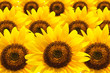 fiore girasole