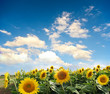 Sonnenblumen mit blauem HImmel und Wolken