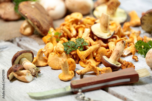 Photo: Waldpilze Waldpilze