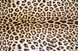 Tiger fur 01