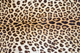 Tiger fur 01