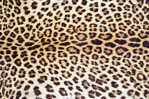 Photo: Tiger fur 01 Tiger fur 01