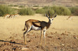 Springbock- cantidorcas marsupialis