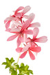 Geranium (Pelargonium peltatum) isolated on white background