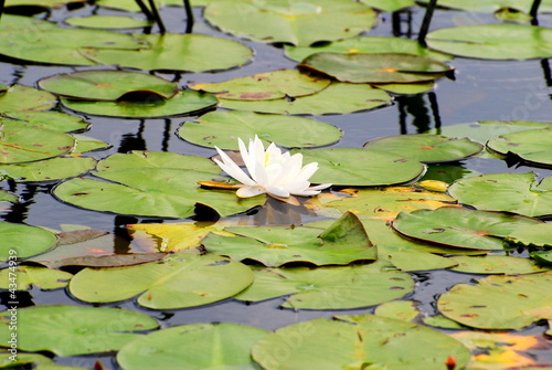 Photo: Perfect White Pond Lily Perfect White Pond Lily