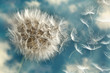 Dandelion Loosing Seeds in the Wind