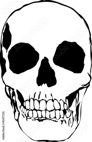 Vector: Plain Black and white illustration of a skull Plain Black and white illustration of a skull
