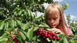 Girl tore off branches cherries