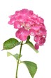 Foto: Pink hydrangea with leaves on a white background Pink hydrangea with leaves on a white background