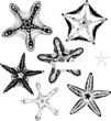 silhouette starfishes