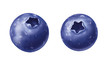 Illustration: juicy fresh water drops of blueberry on white background juicy fresh water drops of blueberry on white background