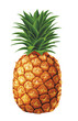 Illustration: juicy fresh water drops of pineapple on white background juicy fresh water drops of pineapple on white background