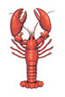 Single vector lobster isolated on white background.