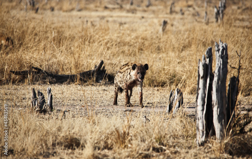 Foto: spotted hyena spotted hyena