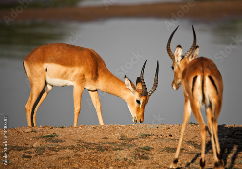 Foto : male impala male impala