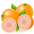 grapefruit illustration