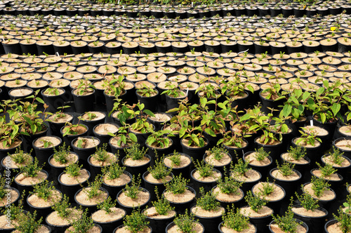 Photo: a plant nursery in Brittany a plant nursery in Brittany