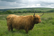Highland cattle in a field