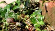 escargot
