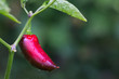 Chili Jalapeño nass
