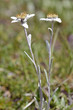 Two edelweiss Alpine flowers