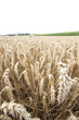 Kornfeld