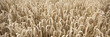 Kornfeld