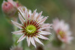 Hauswurz (sempervivum) Nahaufnahme im Garten