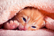 Tabby red kitten portrait