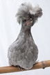 poule Hollandaise