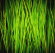 Foto: reed reed