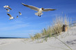 Möwen am Strand