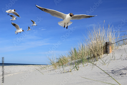 Foto: Möwen am Strand Möwen am Strand