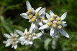 Stella Alpina