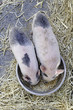 Piglets  eating