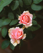 Rosarote Rosen