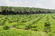 Foto: Oil palm plantation Oil palm plantation