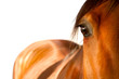 horse eye close up