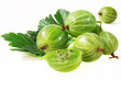 Foto: gooseberry with leaves gooseberry with leaves