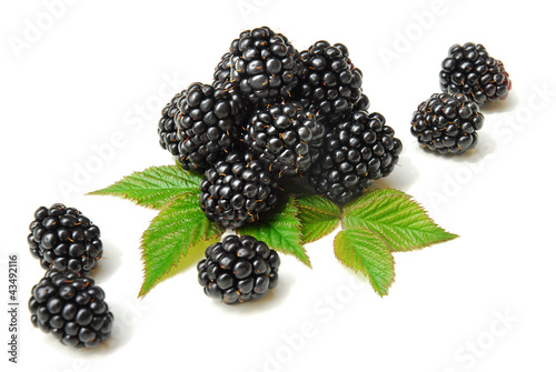 Photo: Brombeeren freigestellt mit Blättern Brombeeren freigestellt mit Blättern