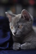 beautiful grey kitten