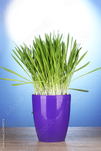 Photo: beautiful grass in a flowerpot beautiful grass in a flowerpot