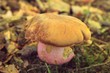 Foto: Flockenstieliger Hexenröhrling Flockenstieliger Hexenröhrling