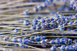 Lavendel