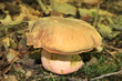 Foto: Flockenstieliger Hexenröhrling Flockenstieliger Hexenröhrling