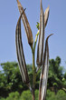 Photo: Dry okra Dry okra