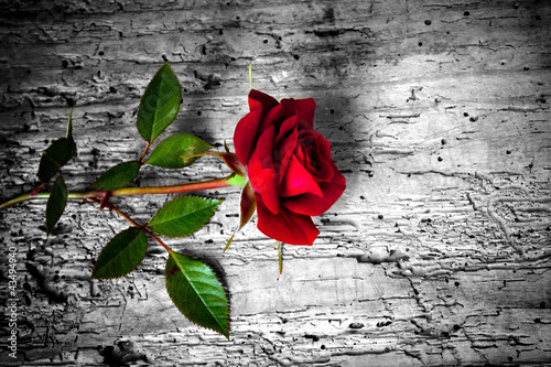 Photo: rosa rossa su fondo b/n rosa rossa su fondo b/n