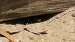Video: Skink kommt ans Tageslicht Skink kommt ans Tageslicht